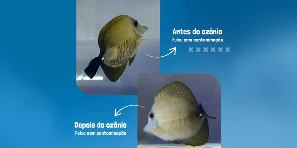Tratamento com ozônio ajuda na recuperação de peixes