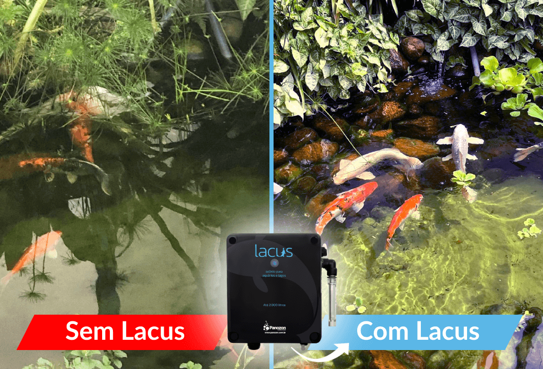 Comparação antes e depois do tratamento com Lacus em lago ornamental